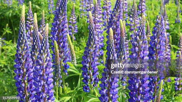 field of brilliant blue and pink lupins - lupine flower stock pictures, royalty-free photos & images