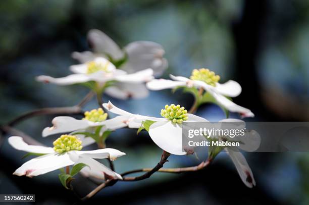 dogwood branch, shallow dof - dogwood blossom 個照片及圖片檔