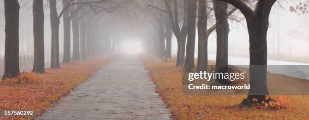 misty path - november stock pictures, royalty-free photos & images
