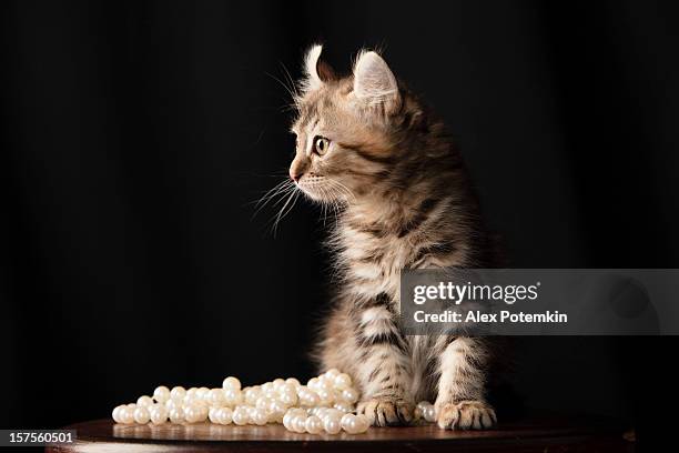 american curl cat - cat with collar stockfoto's en -beelden