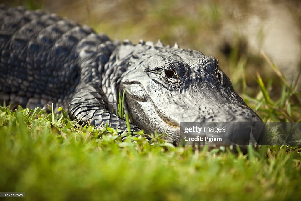 Alligator in the swamp