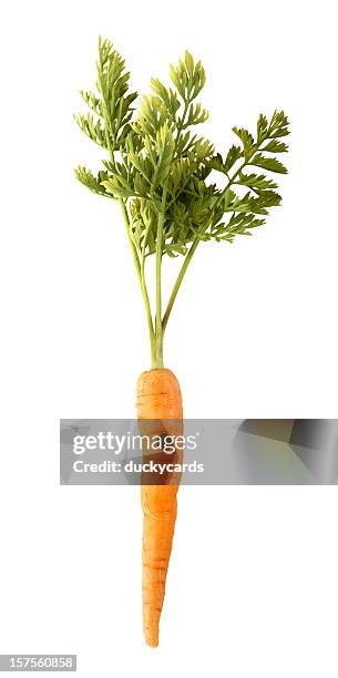 zanahoria - carrot fotografías e imágenes de stock