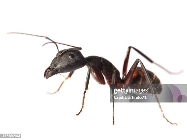 isolated red ant (xxl) - ant stock pictures, royalty-free photos & images
