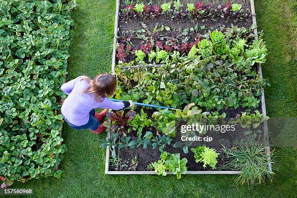 weeding veg patch gardener from overhead - beet field stock pictures, royalty-free photos & images