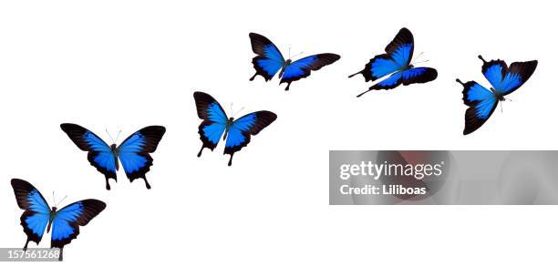 swallowtail butterfly - blue butterfly stock pictures, royalty-free photos & images