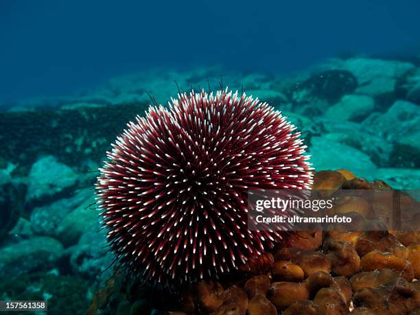 underwater - sea urchin stock pictures, royalty-free photos & images