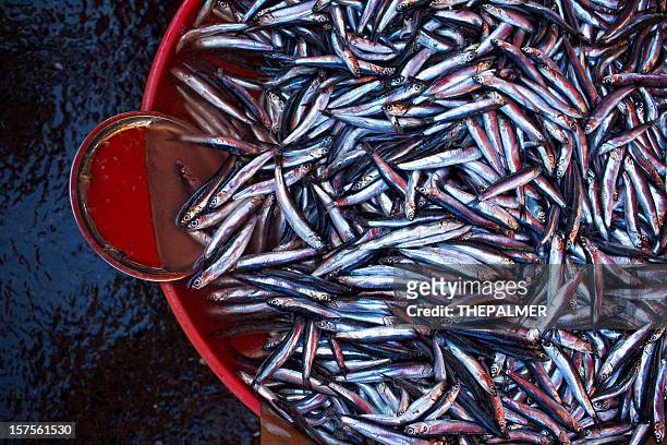 fresh anchovies at the fish market - anchovy bildbanksfoton och bilder