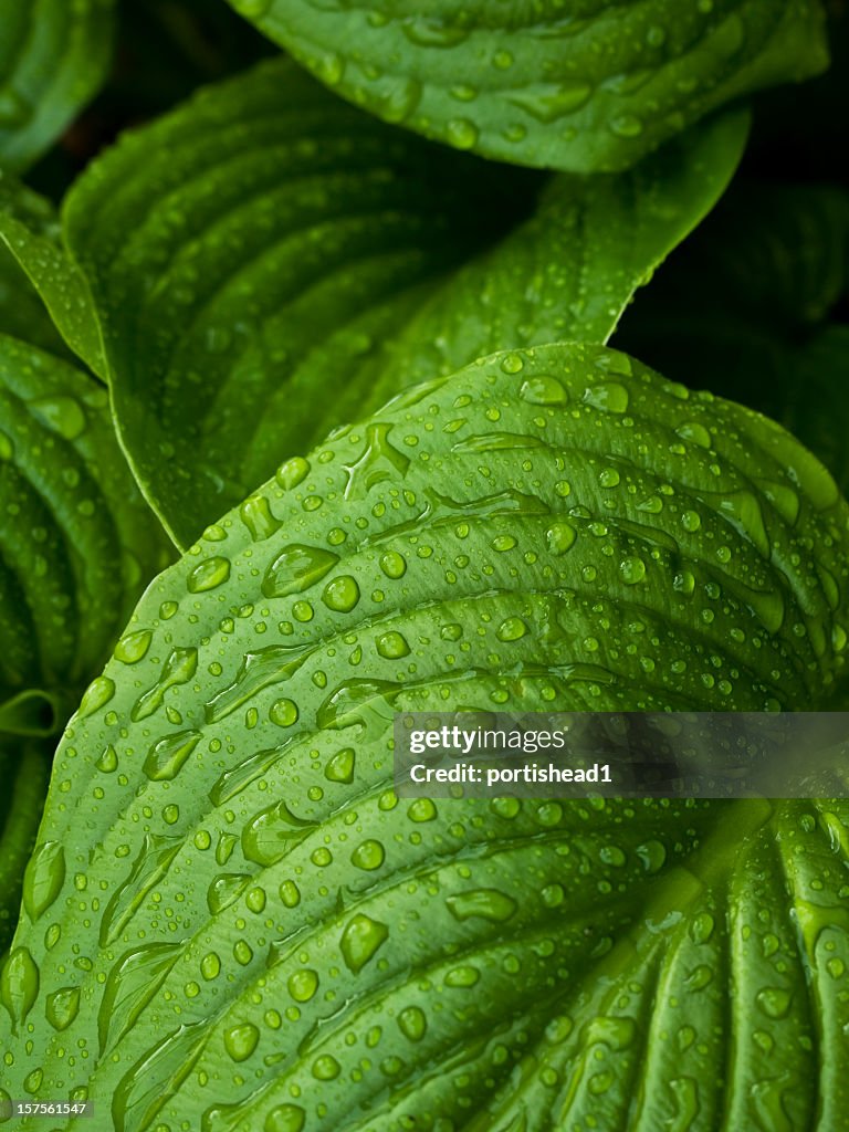 Hoja y raindrops