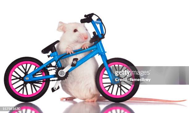 white mouse stunt rider posing with bicycle - mini mouse stock pictures, royalty-free photos & images