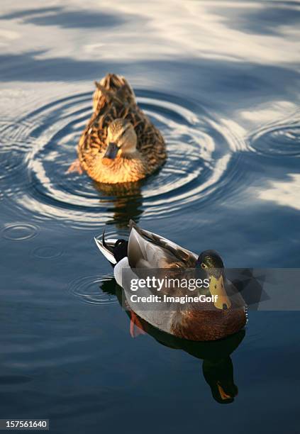 duck pair - male female pair stockfoto's en -beelden