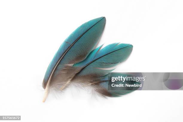 feathers - feather quill stock pictures, royalty-free photos & images