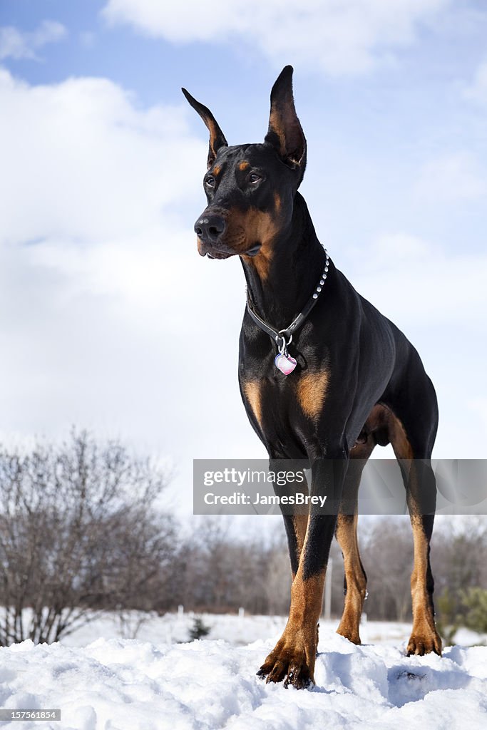 Doberman Pinscher Guard Dog in Snow; Strong, Proud, Intelligent