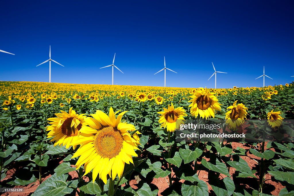 Wind turbines and sunflowers