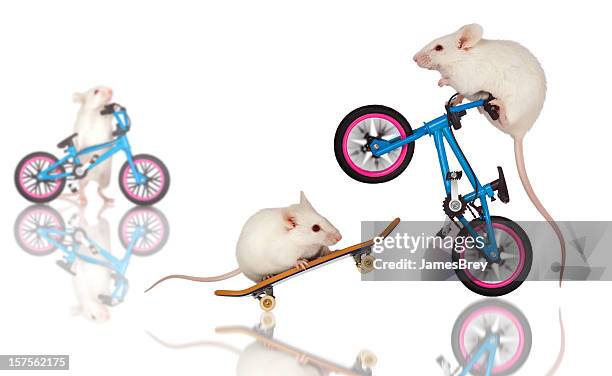 white mice daredevils preform stunts, tricks on bicycle, skateboard - skates isolated stock pictures, royalty-free photos & images