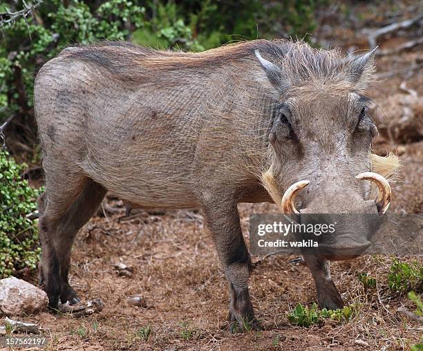 wild boar in nature africa - wild boar africa - boar tusk stock pictures, royalty-free photos & images