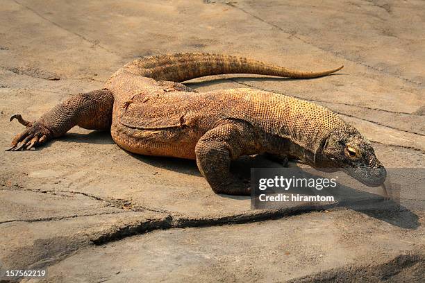 komodo dragon lizard - komodo dragon tail stock pictures, royalty-free photos & images