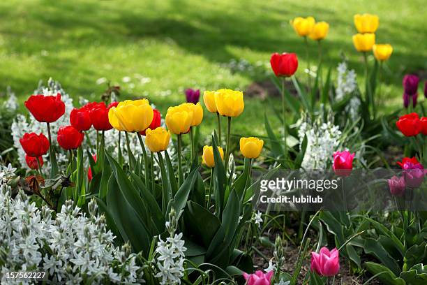 colorful tulips in flowerbed - tulp stockfoto's en -beelden