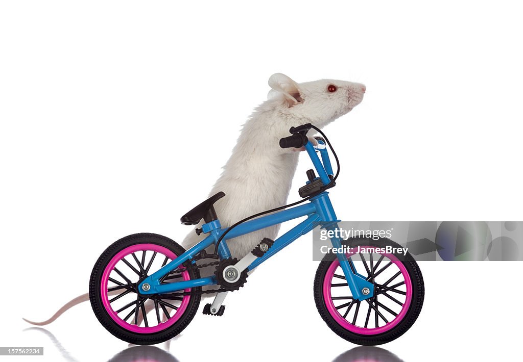 Fat White Mouse Walking His Bicycle