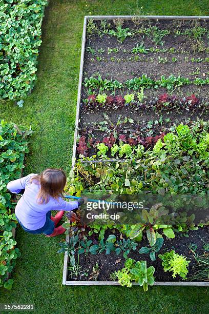 gardening woman weeding vegetable garden - garden aerial view stock pictures, royalty-free photos & images