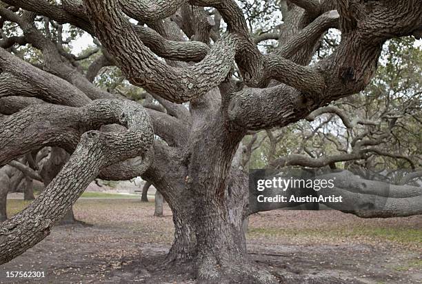 giant live oak tree - live oak tree texas stock pictures, royalty-free photos & images
