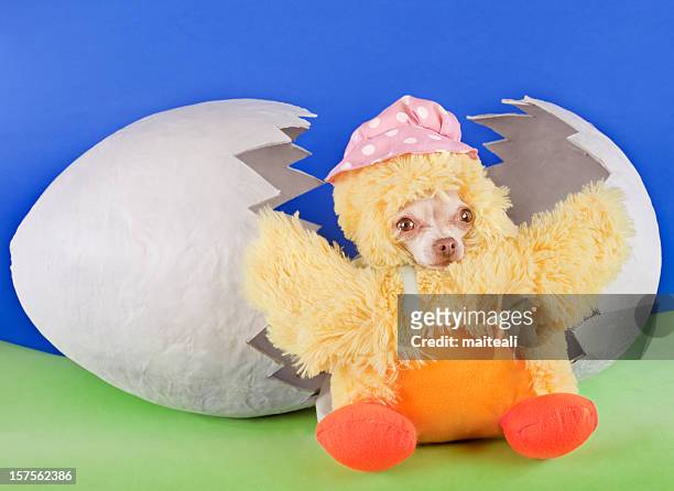 duck - dog easter stock-fotos und bilder