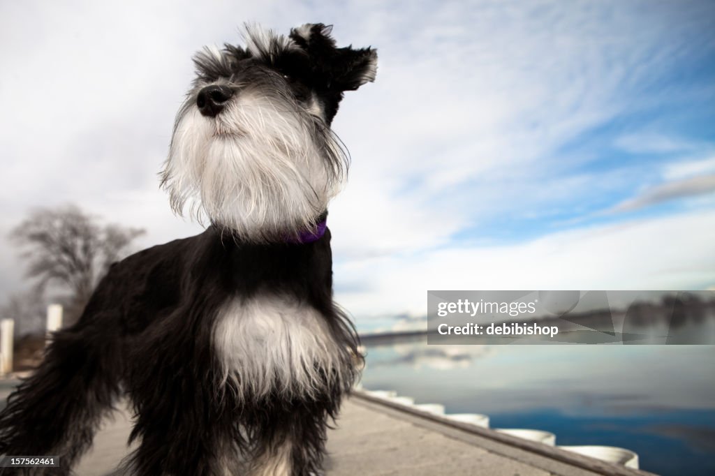 Mini Schnauzer Puppy Standing Tall