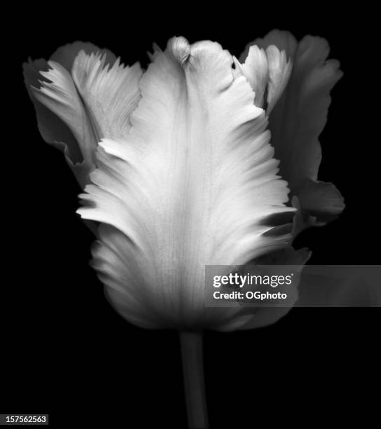 black and white image of a tulip - black and white flowers stockfoto's en -beelden