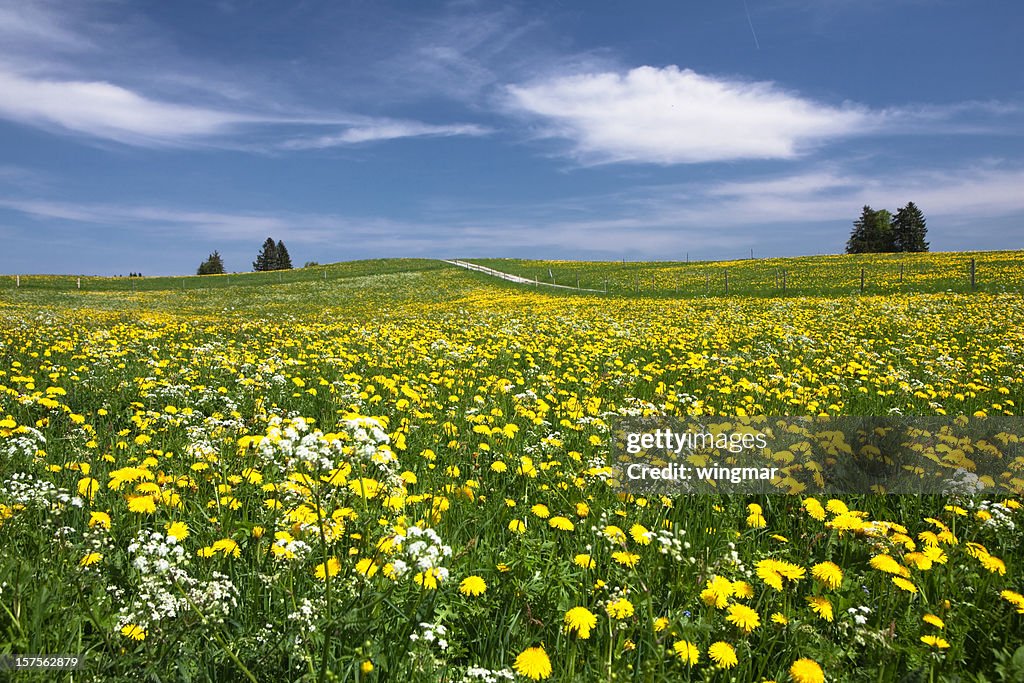 Bavarian spring meadow