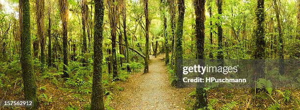 new zealand rainforest - forest new zealand stockfoto's en -beelden