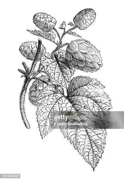 engraving showing hop plant illustration 1882 - brewery stock illustrations