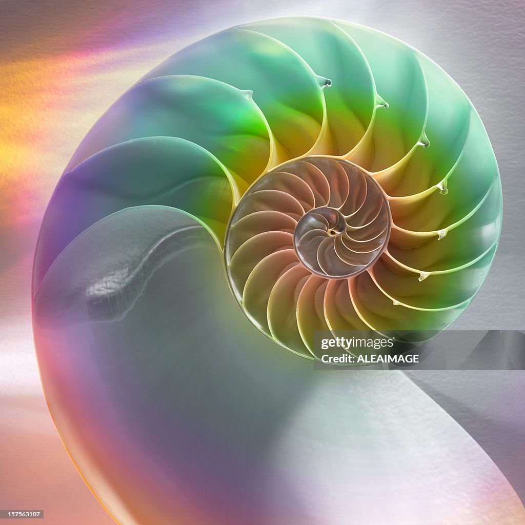 Nautilus Shell High-Res Stock Photo - Getty Images