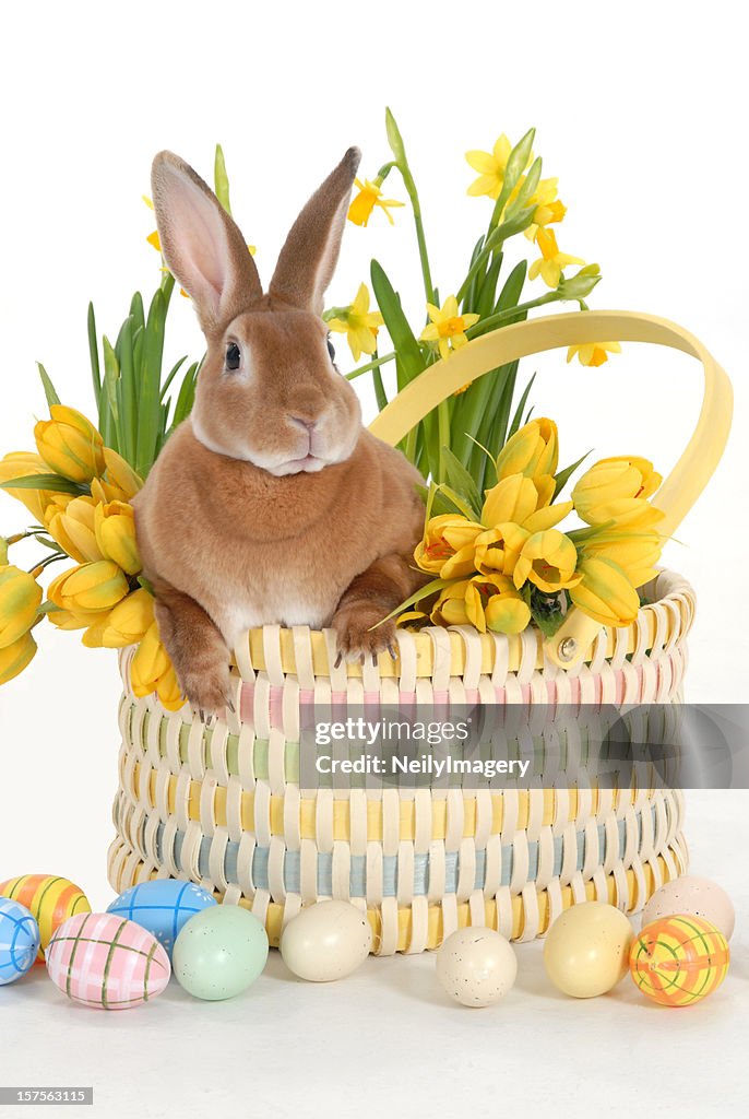 Bunny in a Basket