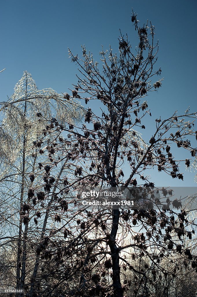 Winter contrasts, black and white trees on blue background