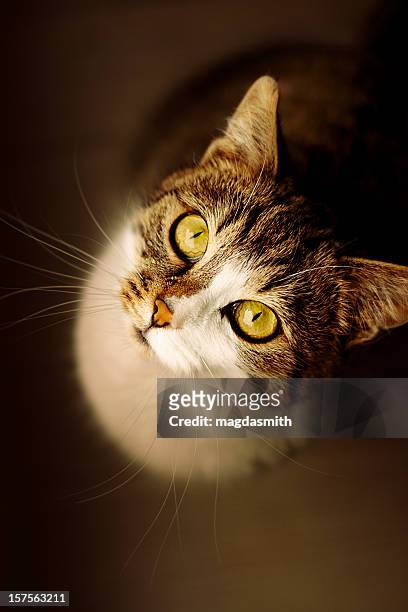 gato mirando hacia arriba - magdasmith fotografías e imágenes de stock