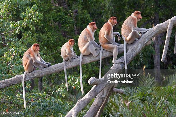 singes nasiques alignées - île de bornéo photos et images de collection