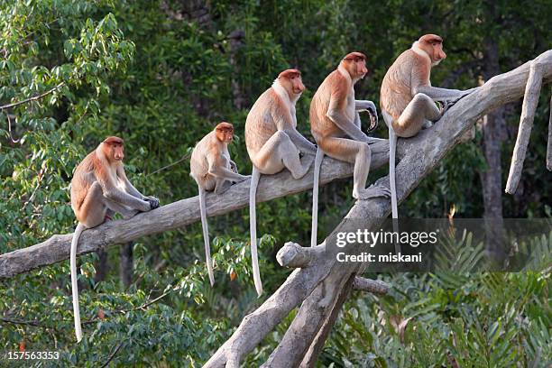 proboscis monkeys in a row - proboscis monkey stock pictures, royalty-free photos & images