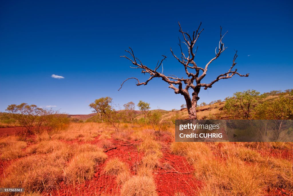 Outback Western Australia-Baum in Hamersley Range-Nationalpark