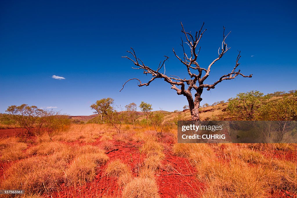 Outback Western Australia-árbol en parque nacional Karijini