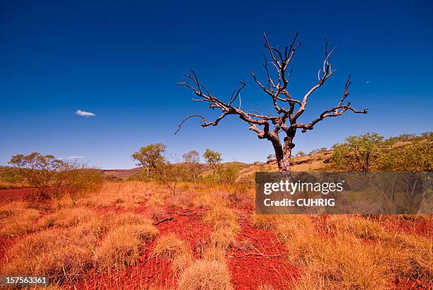 outback western australia - tree in karijini national park - australian outback landscape stockfoto's en -beelden