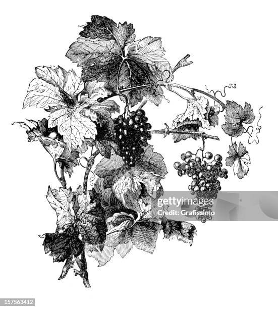 engraving of wine grapes with leafes - tendril stock illustrations