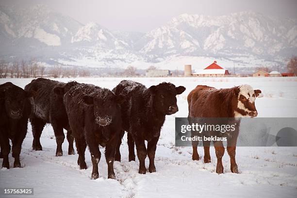 herd of cows in snow - cow winter stock pictures, royalty-free photos & images