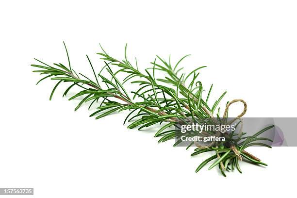 fresh rosemary sprigs tied with twine at the base - rosemary stock pictures, royalty-free photos & images