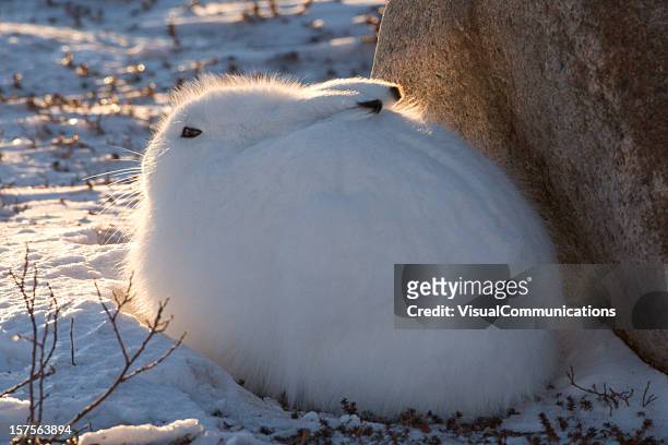 arctic hare. - arctic hare stock pictures, royalty-free photos & images