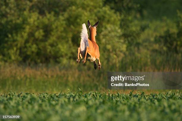 white-tailed deer doe leaps through a corn field - witstaarthert stockfoto's en -beelden