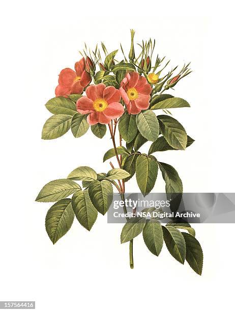 bildbanksillustrationer, clip art samt tecknat material och ikoner med xxl rose | antique flower illustrations - botany