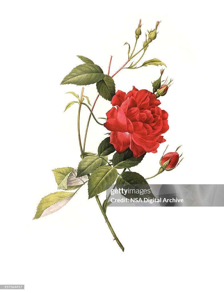 XXXL Resolution Rose | Antique Flower Illustrations
