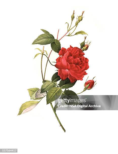xxxl resolution rose | antique flower illustrations - botany stock illustrations