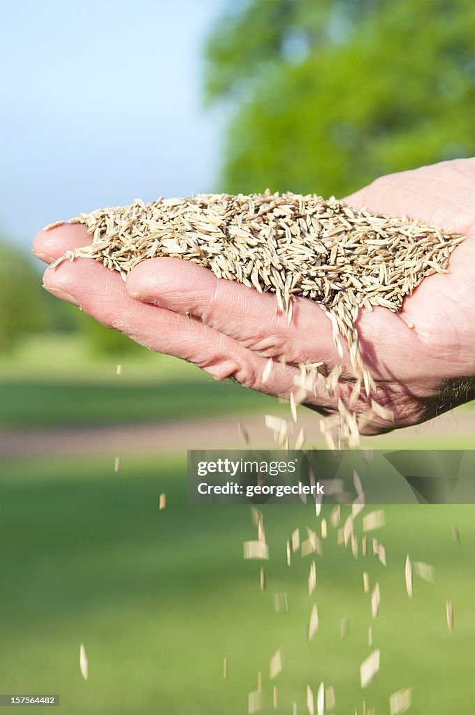 Falling Grass Seed