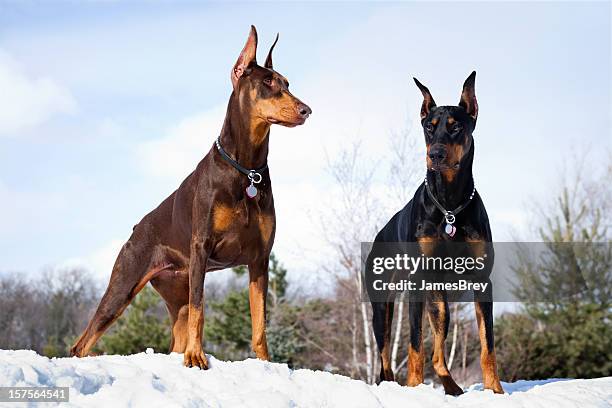 doberman pinscher dogs outdoors in winter snow; strong intelligent, noble - dobermann stock pictures, royalty-free photos & images