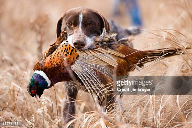 alemán de pelo corto pájaro perro con faisán. - pheasant hunting fotografías e imágenes de stock